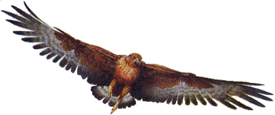 Aigle en vol